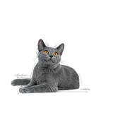 FCN DENTAL CARE - GATO
